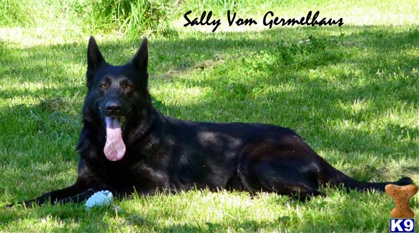 Solid Black OFA , Excellent Working Dogs and Active family companions